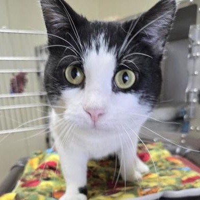 Waldo, an adopted Domestic Short Hair in Minneapolis, MN image 1/4