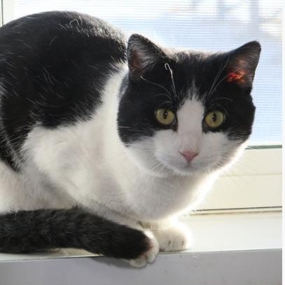 Waldo, an adopted Domestic Short Hair in Minneapolis, MN image 4/4