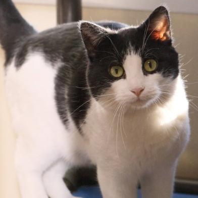 Waldo, an adopted Domestic Short Hair in Minneapolis, MN image 3/4