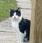 Waldo, an adopted Domestic Short Hair in Minneapolis, MN image 2/4