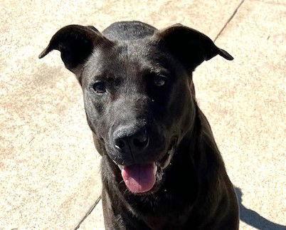 Enlarge Merry, a Adoptable Labrador Retriever in Carrollton, GA image 1/3
