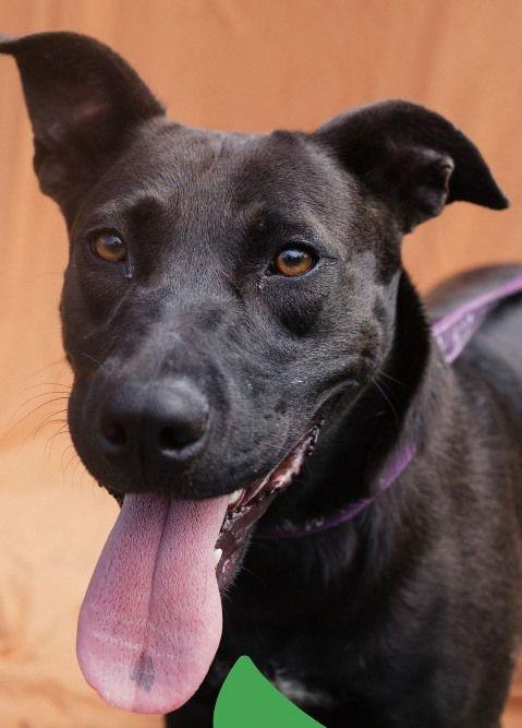 Enlarge Merry, a Adoptable Labrador Retriever in Carrollton, GA image 2/3