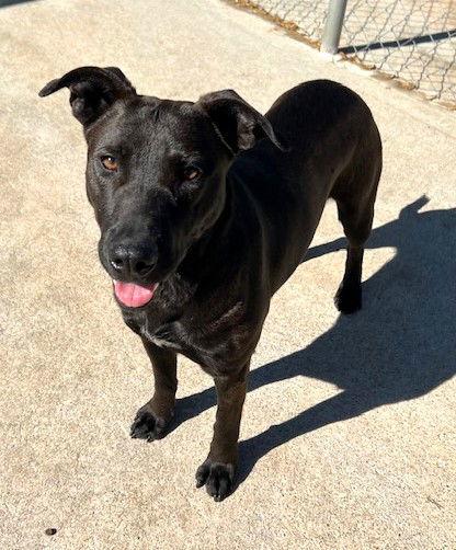 Enlarge Merry, a Adoptable Labrador Retriever in Carrollton, GA image 3/3