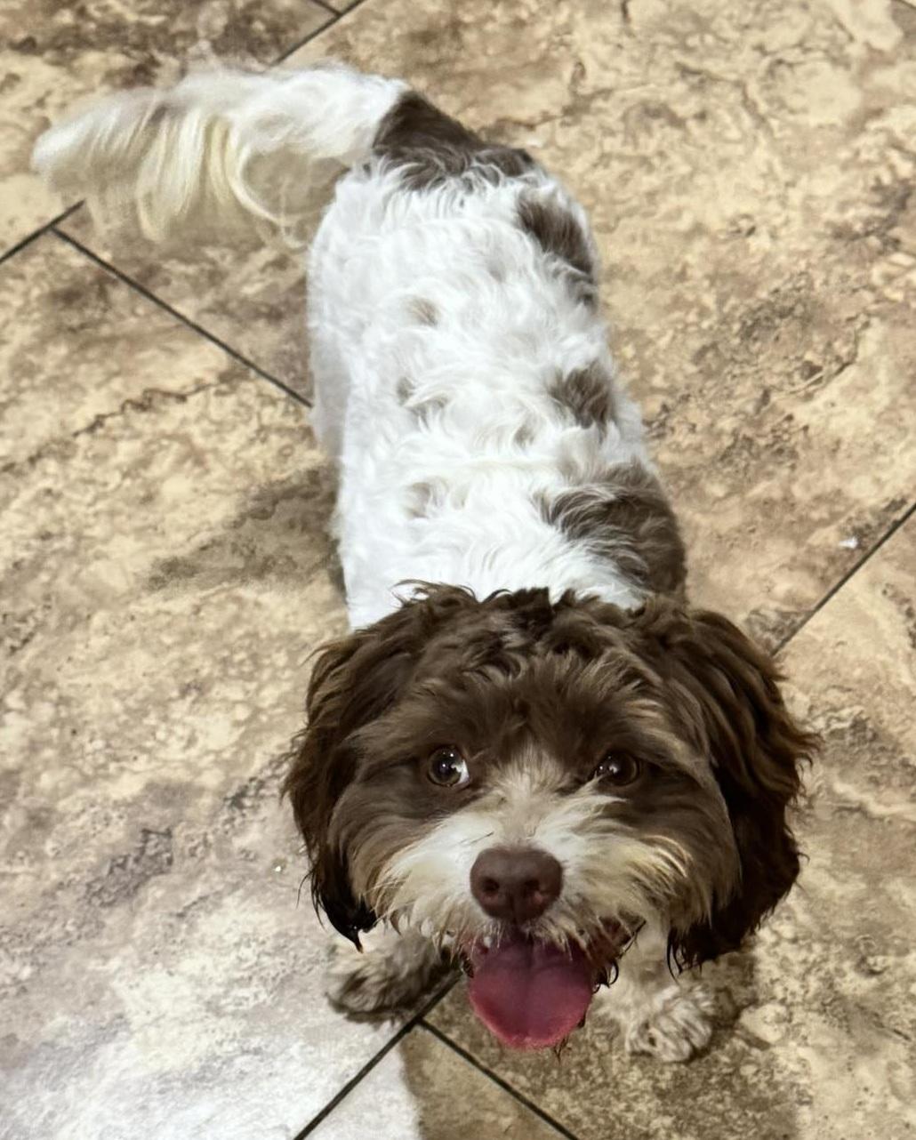 Jill, adopted, Young Female Havanese.