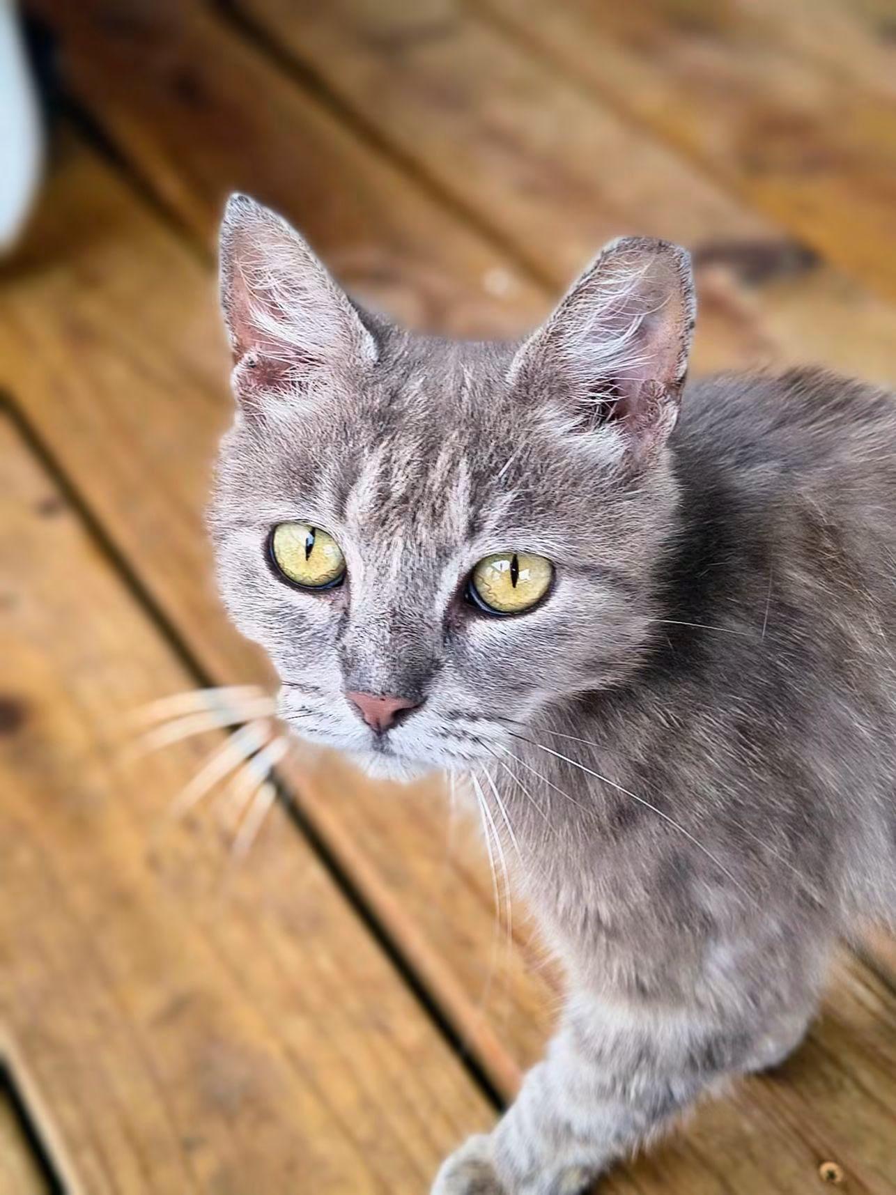 Enlarge Willow, a Adoptable Tabby in Oriental, NC image 1/1