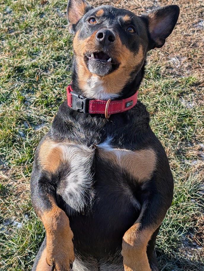 Enlarge Joey, an adopted Australian Kelpie in Carthage, IL image 2/6