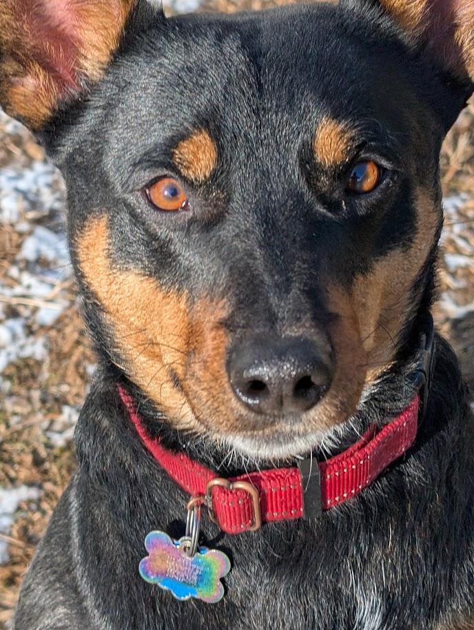 Enlarge Joey, an adopted Australian Kelpie in Carthage, IL image 5/6