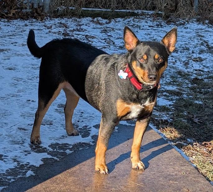 Enlarge Joey, an adopted Australian Kelpie in Carthage, IL image 3/6