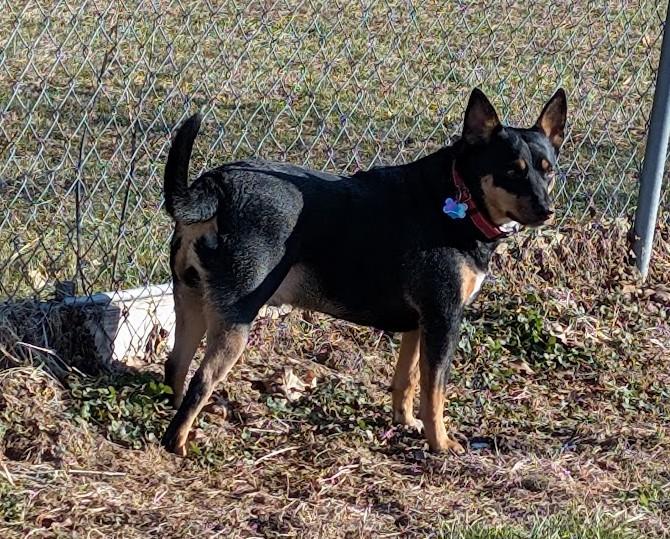 Enlarge Joey, an adopted Australian Kelpie in Carthage, IL image 4/6