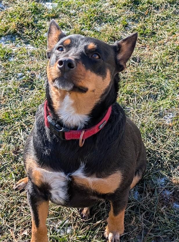 Enlarge Joey, an adopted Australian Kelpie in Carthage, IL image 6/6