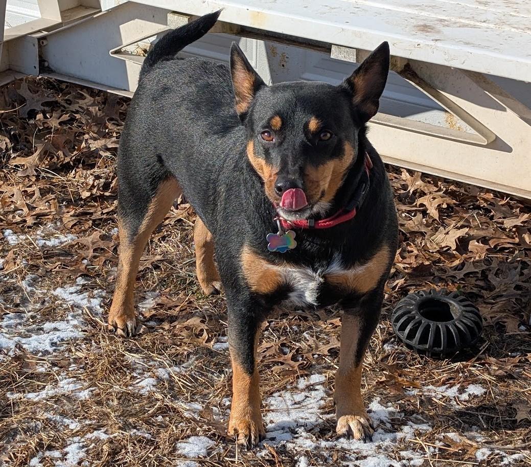 Enlarge Joey, an adopted Australian Kelpie in Carthage, IL image 1/6