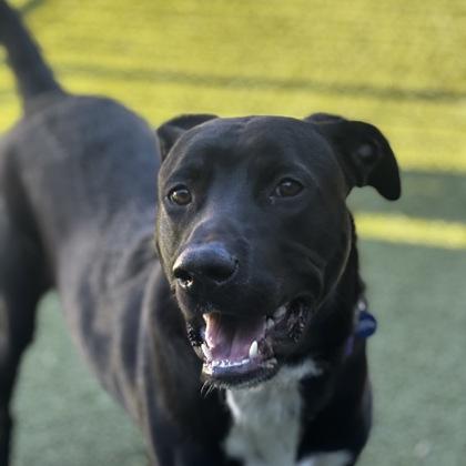 Adams, a Adoptable mixed breed in Merriam, KS image 1/2