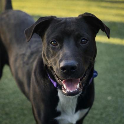 Adams, a Adoptable mixed breed in Merriam, KS image 2/2