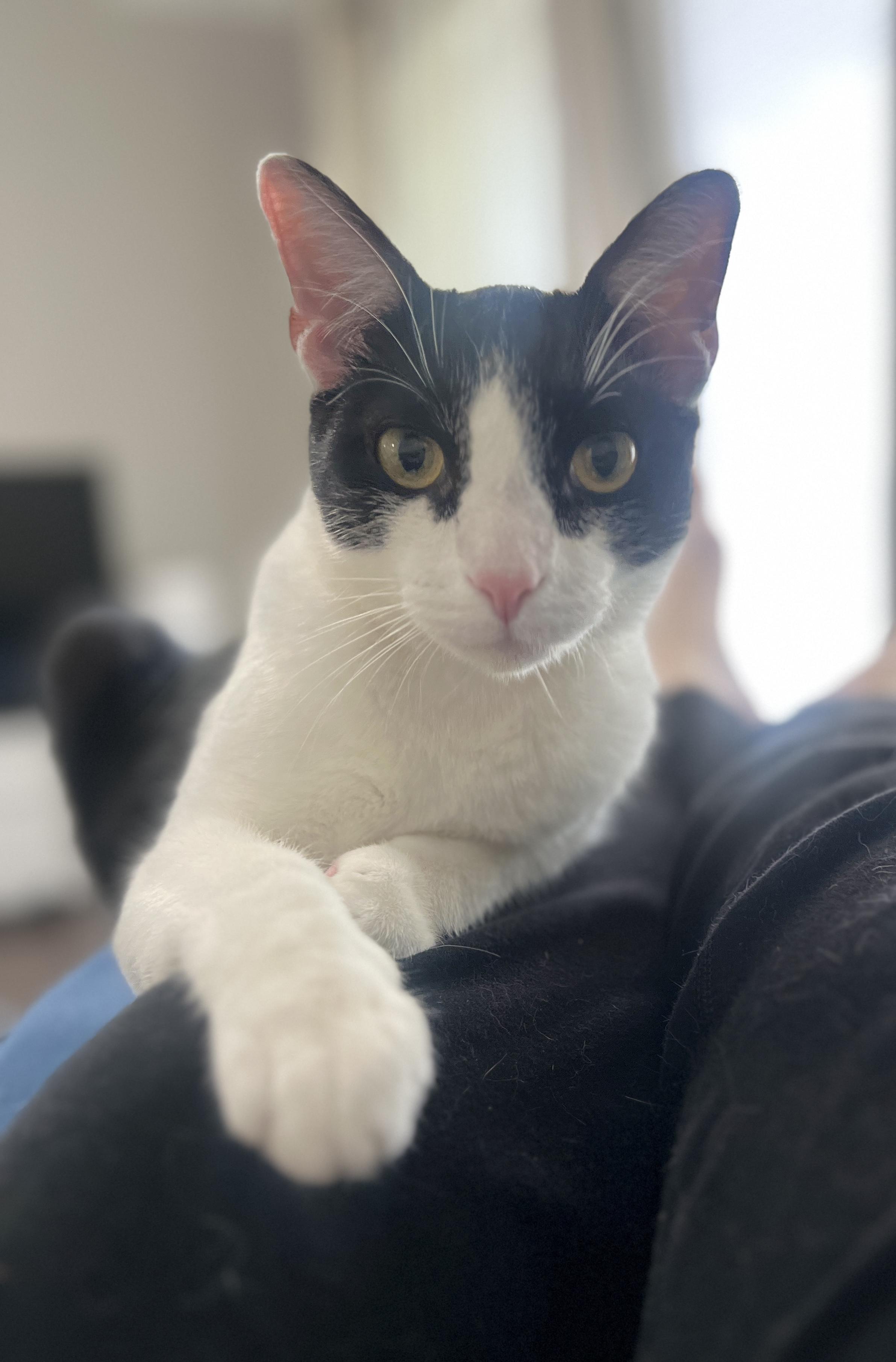 Enlarge Fiore, a Adoptable Domestic Short Hair in Avondale Estates, GA image 1/6