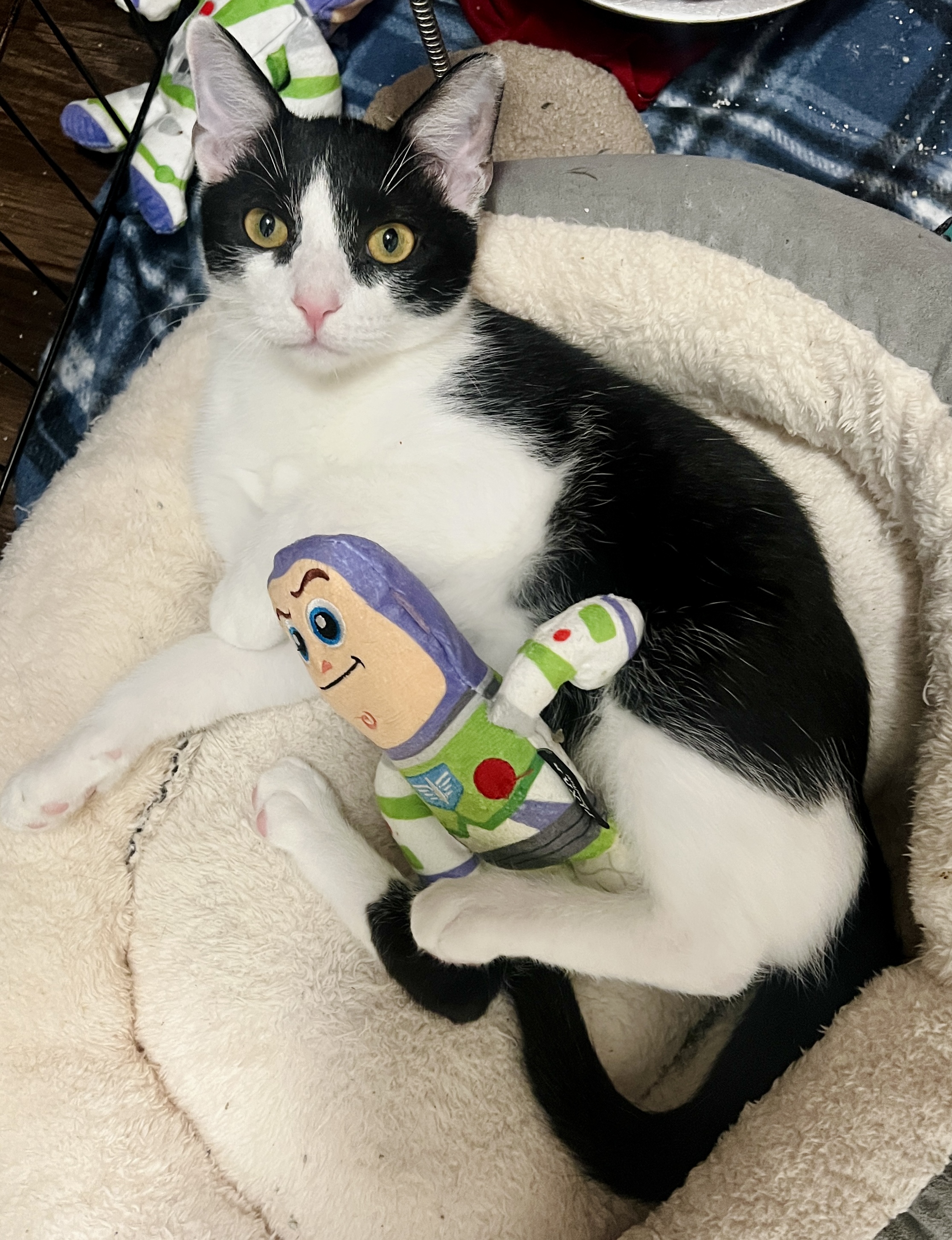 Enlarge Fiore, a Adoptable Domestic Short Hair in Avondale Estates, GA image 2/6