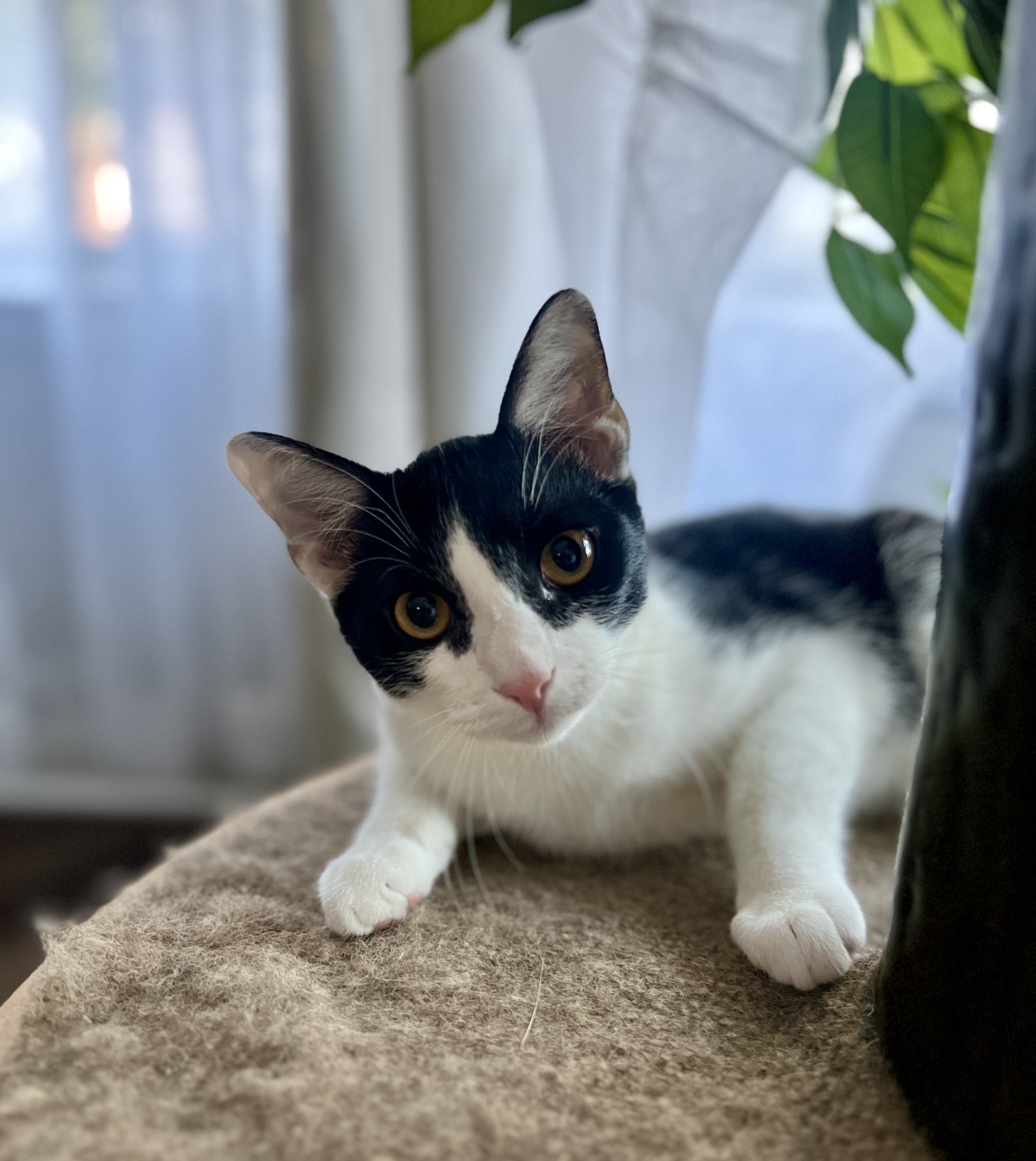 Enlarge Fiore, a Adoptable Domestic Short Hair in Avondale Estates, GA image 4/6