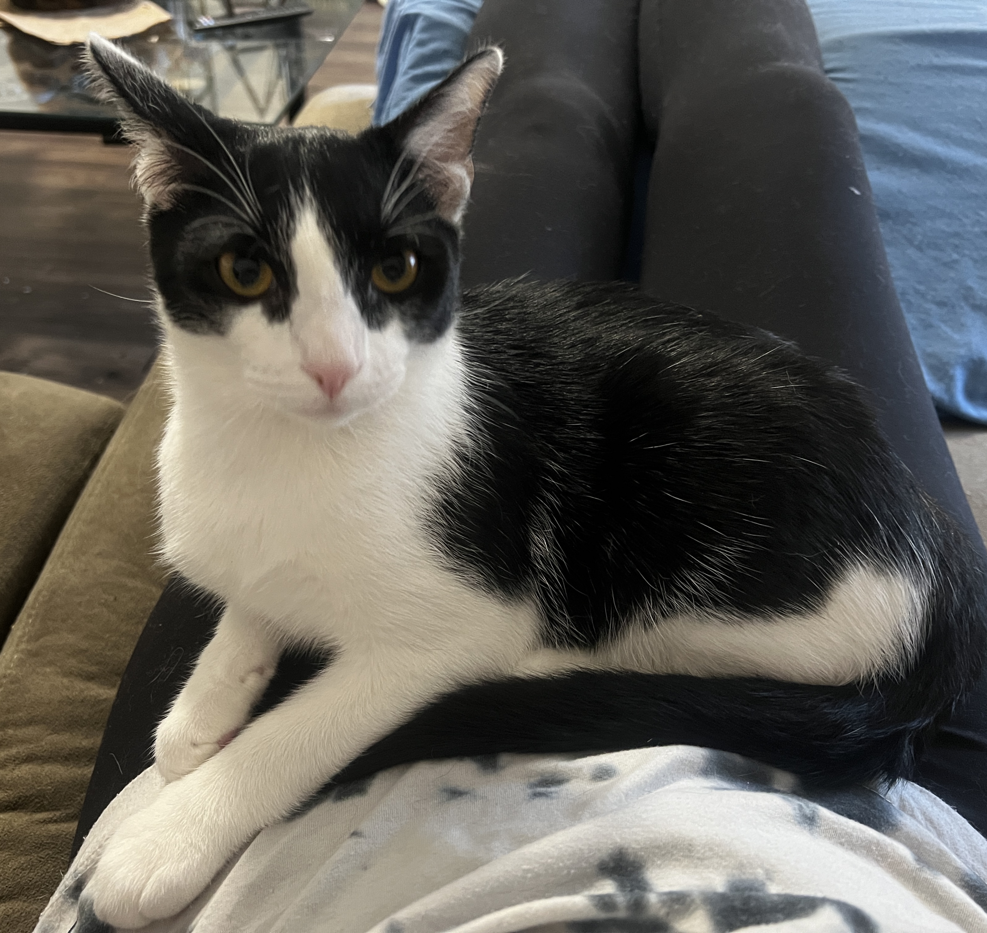 Enlarge Fiore, a Adoptable Domestic Short Hair in Avondale Estates, GA image 5/6