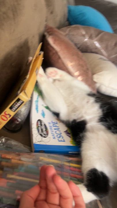 Enlarge Fiore, a Adoptable Domestic Short Hair in Avondale Estates, GA video 6/6