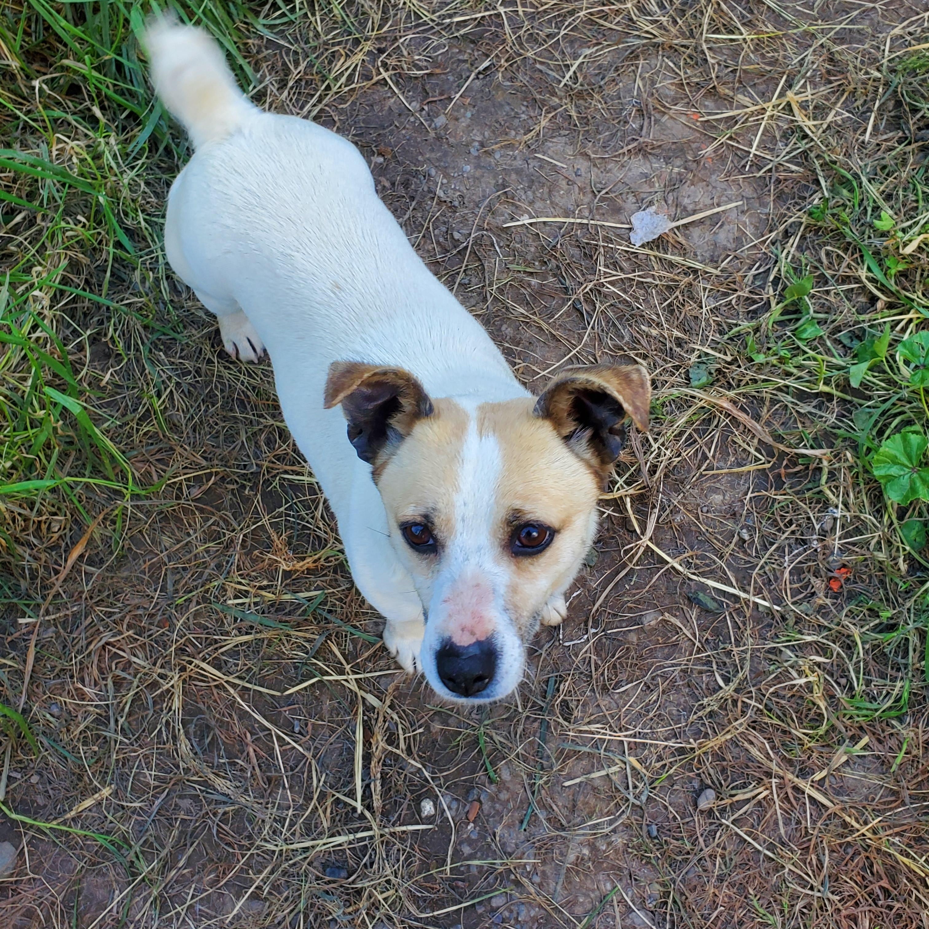 BLONDIE (located in Tehachapi, CA), adoptable, Adult Female Jack Russell Terrier.