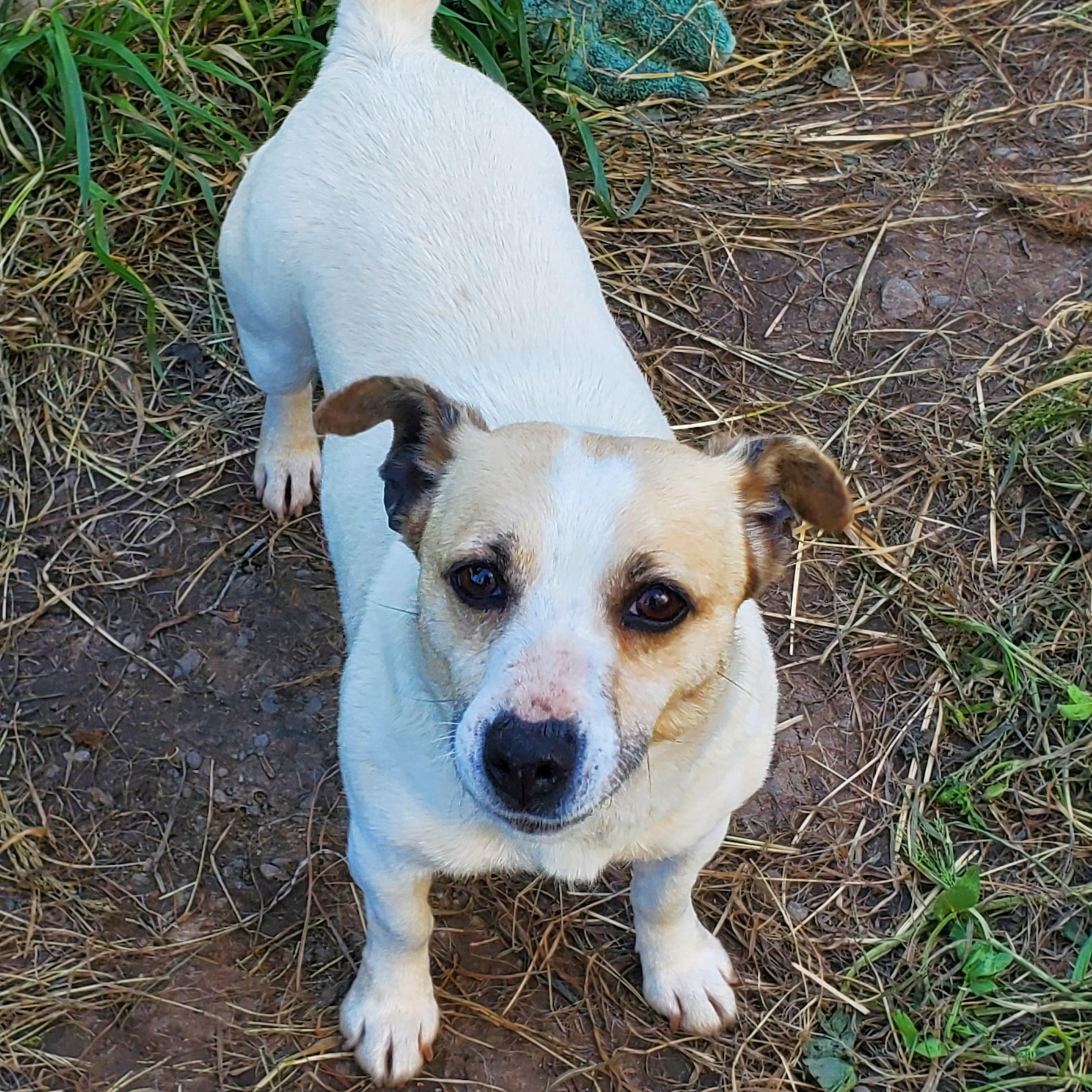 BLONDIE (located in Ferndale, CA), an adoptable Jack Russell Terrier in Ferndale, CA, 95536 | Photo Image 2
