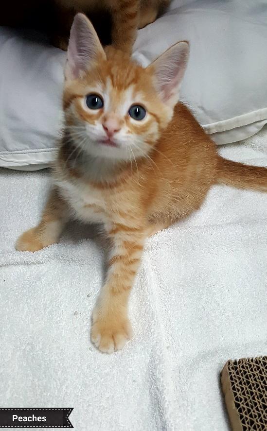 Ginger, Baby Female Domestic Short Hair