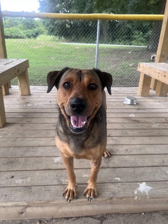 Enlarge Rose, a Adoptable Shepherd in Colonial Heights, VA image 1/1