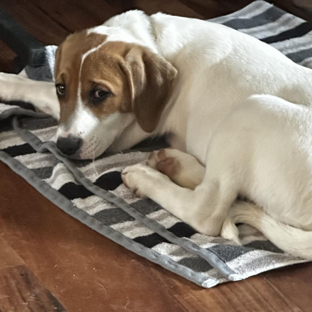 Devon, Adoptable, Puppy Male Mixed Breed.