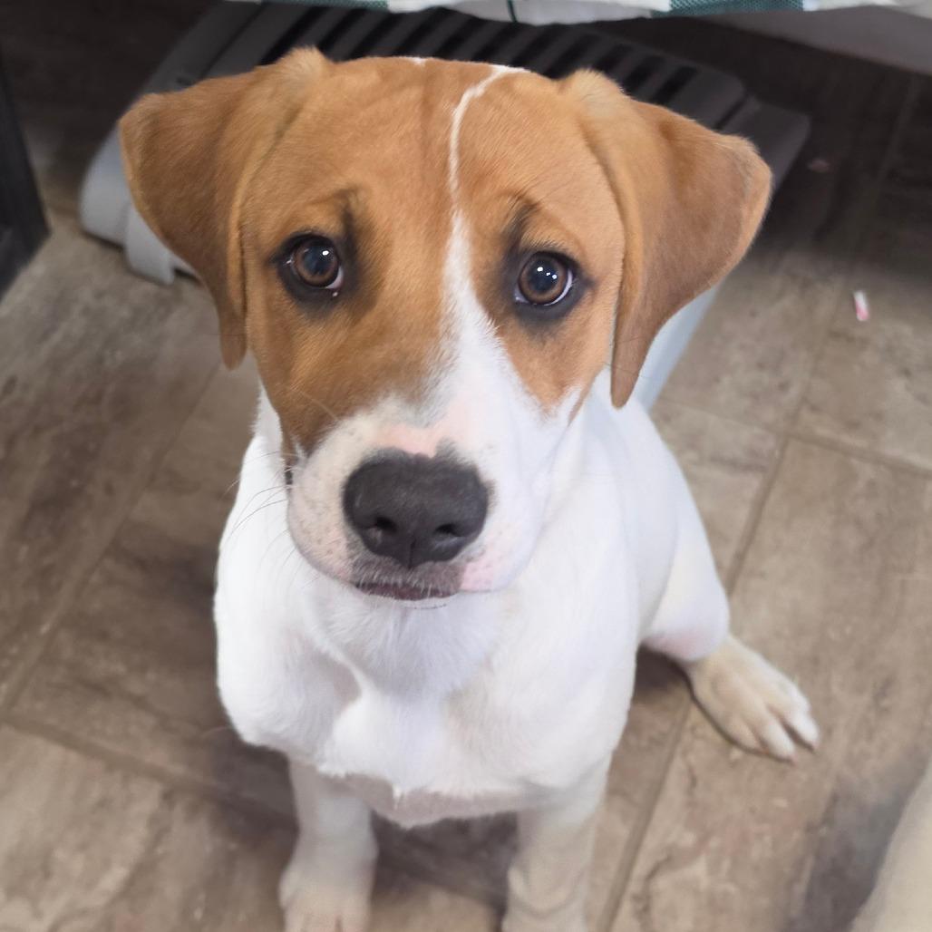 Enlarge Devon, a Adoptable Mixed Breed in Grinnell, IA image 2/4