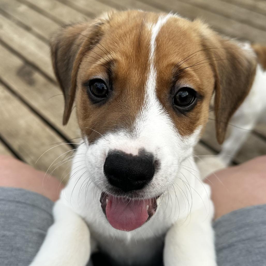 Devon, Adoptable, Puppy Male Mixed Breed.