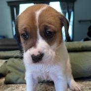 Enlarge Devon, a Adoptable Mixed Breed in Grinnell, IA image 2/2