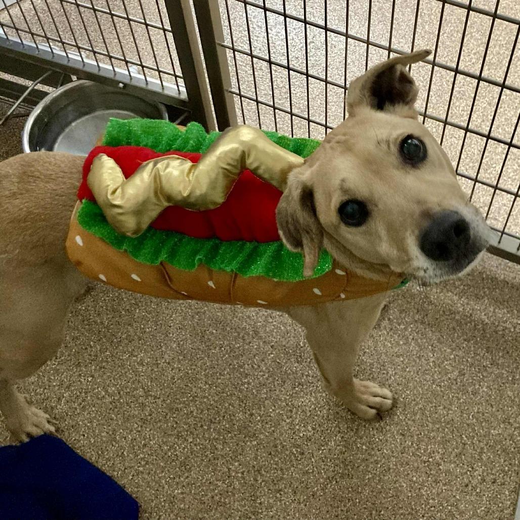 Yeti ( yeller), Adoptable, Senior Male Mixed Breed.