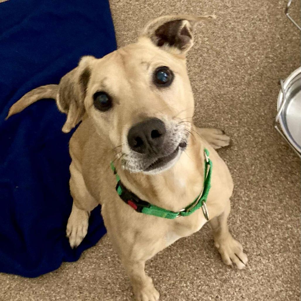Enlarge Yeti ( yeller), a Adoptable Mixed Breed in Ballston Spa, NY image 2/3
