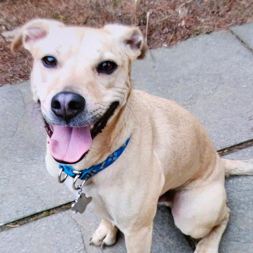 Enlarge Yeti ( yeller), a Adoptable Mixed Breed in Ballston Spa, NY image 3/3