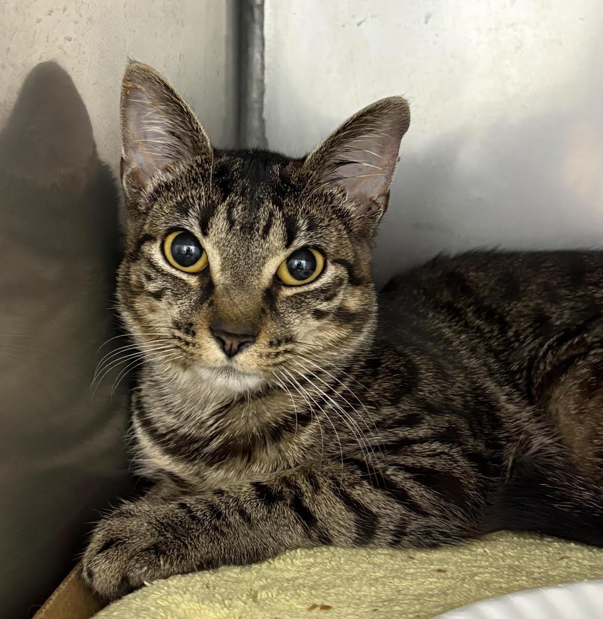 Bebe, adopted, Young Female Tiger & Domestic Short Hair.