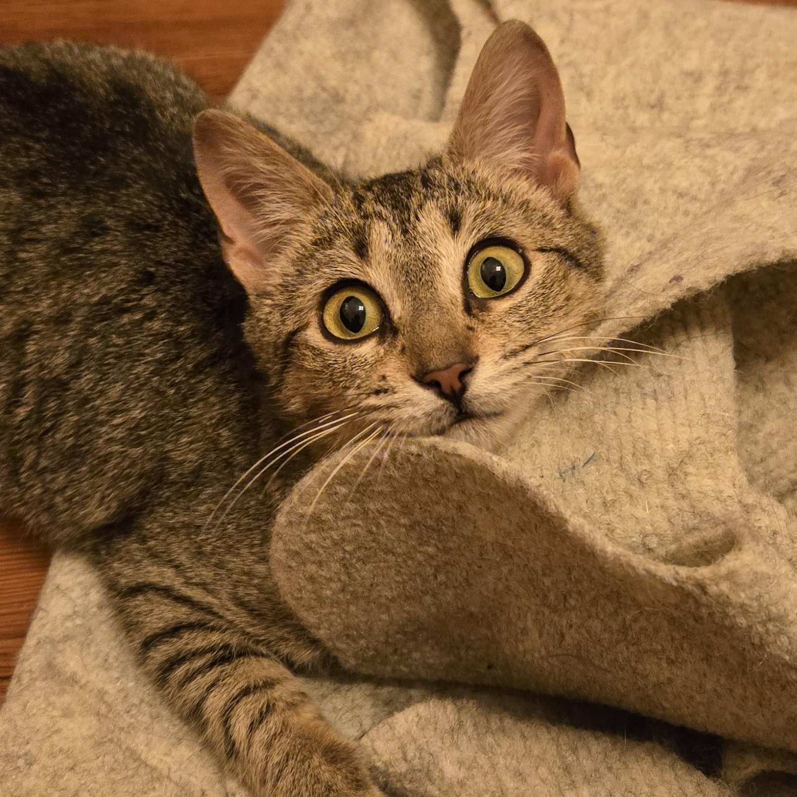 Enlarge Gabby, a ADOPTABLE mixed breed in Hyattsville, MD image 4/6