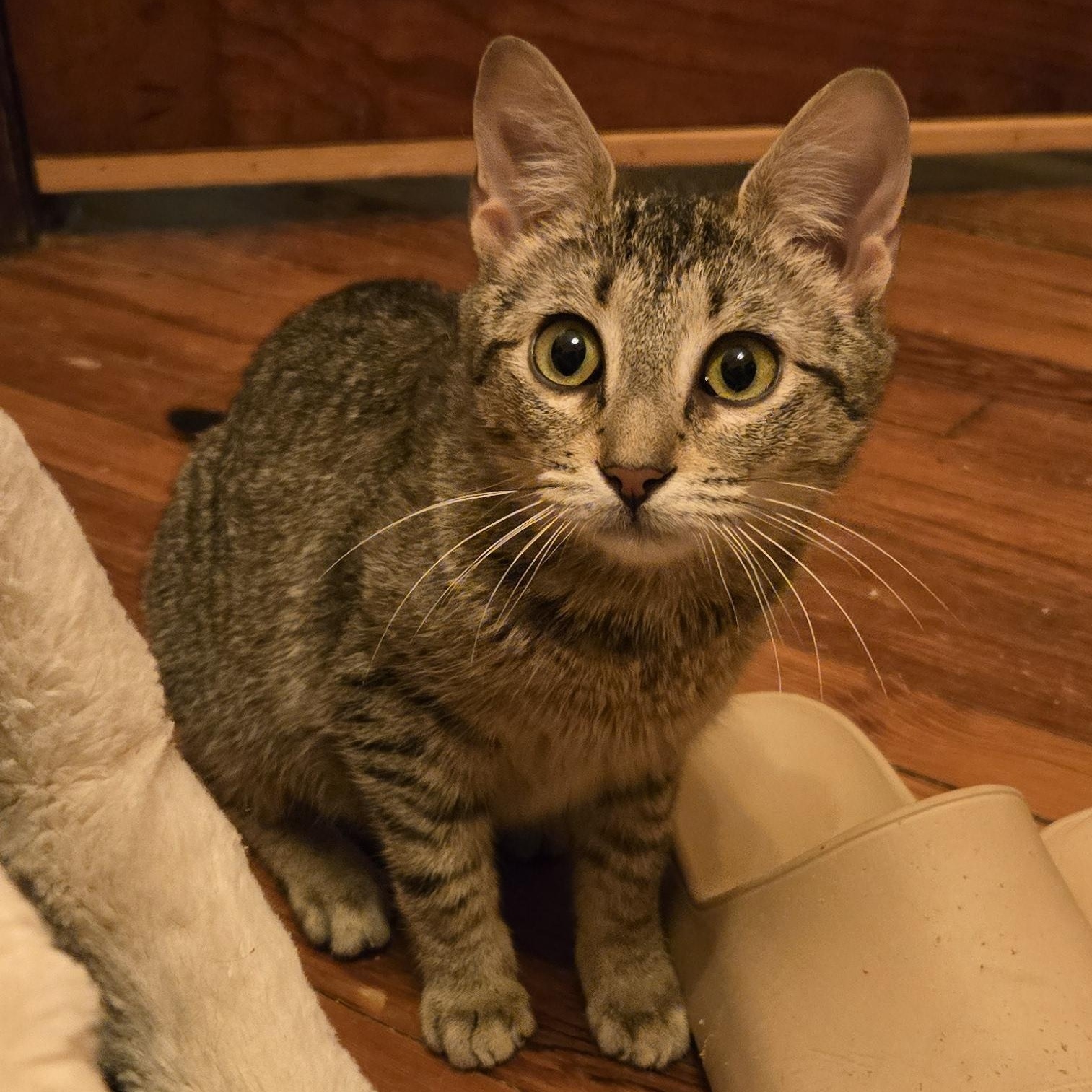 Gabby, ADOPTABLE, Kitten Female Tabby & Domestic Short Hair.