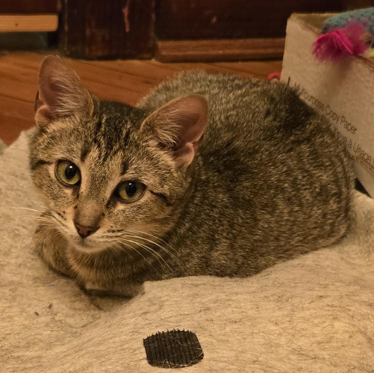 Enlarge Gabby, a ADOPTABLE mixed breed in Hyattsville, MD image 3/6