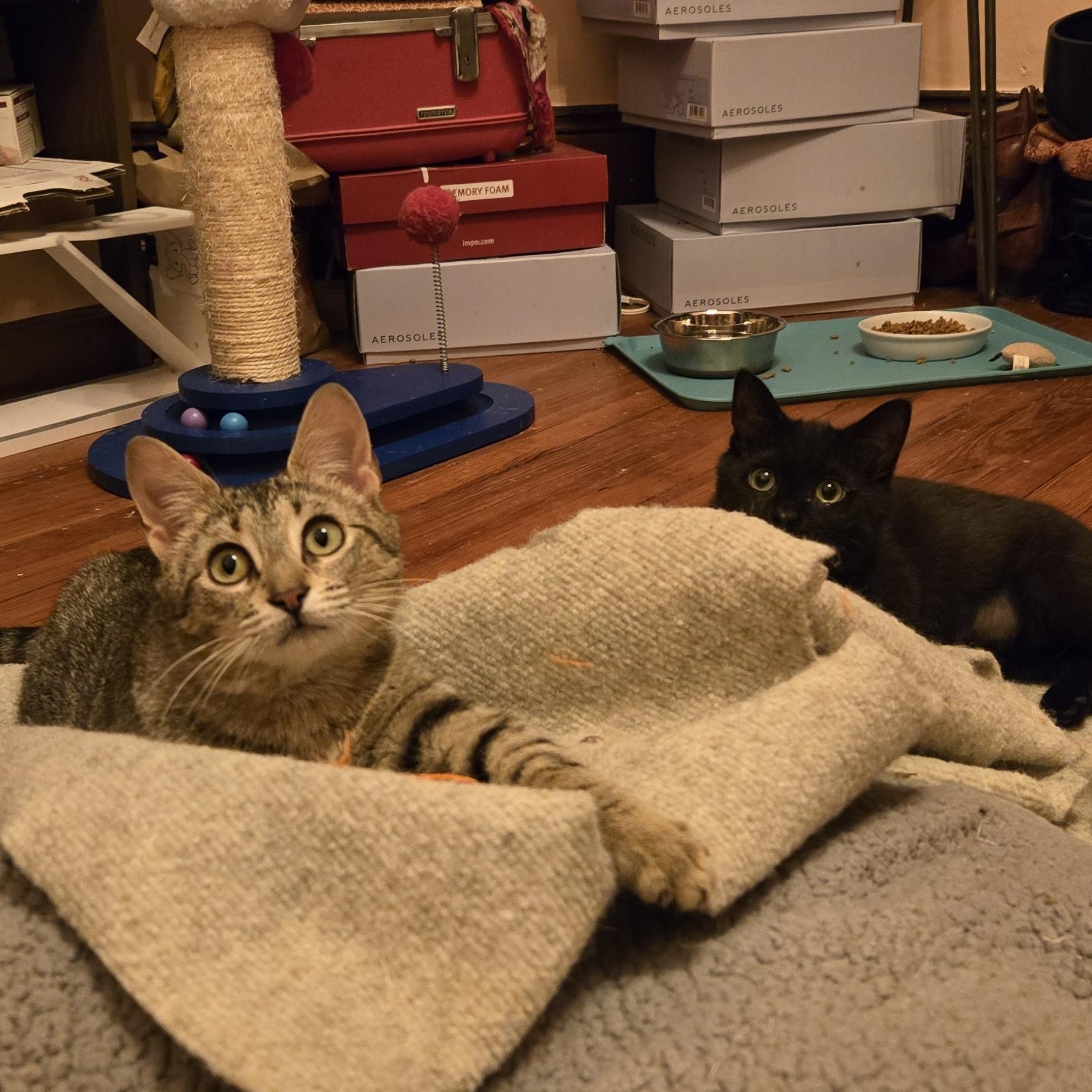 Enlarge Gabby, a ADOPTABLE mixed breed in Hyattsville, MD image 6/6