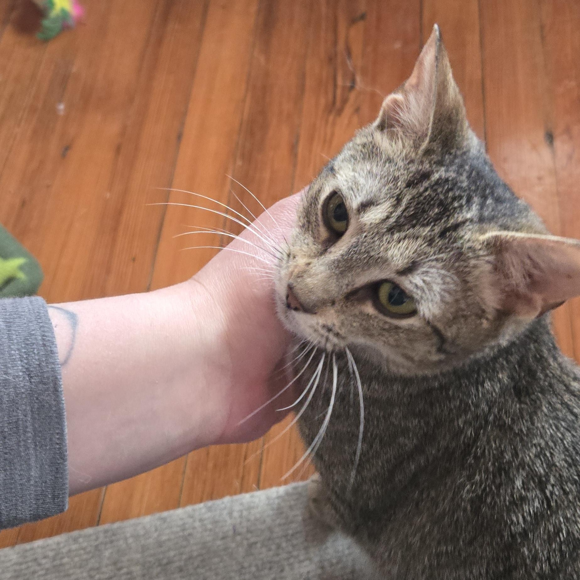 Enlarge Gabby, a ADOPTABLE mixed breed in Hyattsville, MD image 5/6