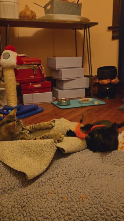 Enlarge Gabby, a ADOPTABLE mixed breed in Hyattsville, MD video 2/6