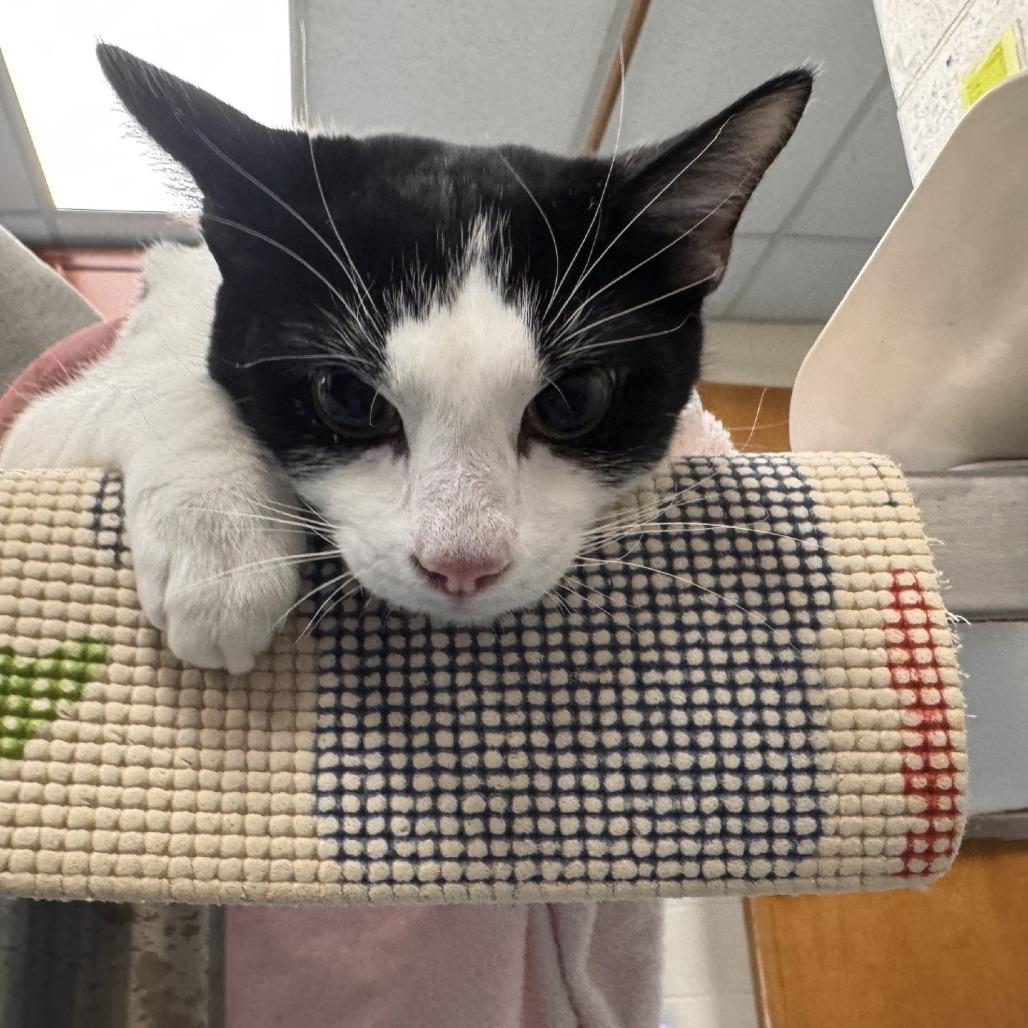 Enlarge Oreo, a Adoptable Domestic Short Hair in Brockton, MA image 1/1