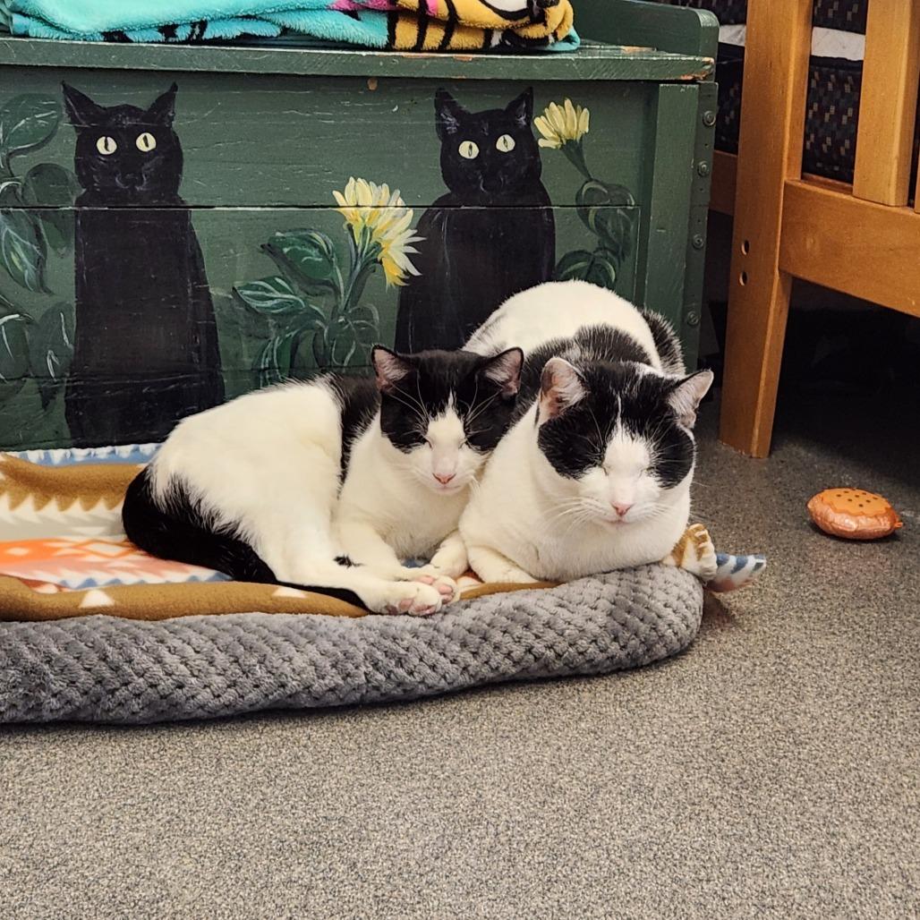 Enlarge Oreo, a Adoptable Domestic Short Hair in Brockton, MA image 2/3