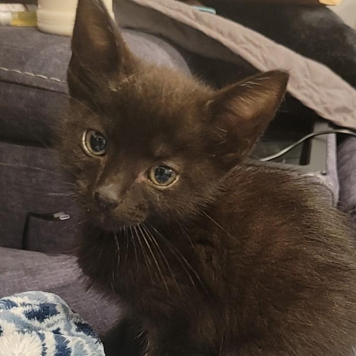 Enlarge Dean, a Adoptable Domestic Short Hair in Bel Air, MD image 1/1