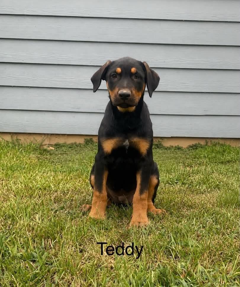 Enlarge Teddy, a Adoptable mixed breed in Norfolk, MA image 1/1