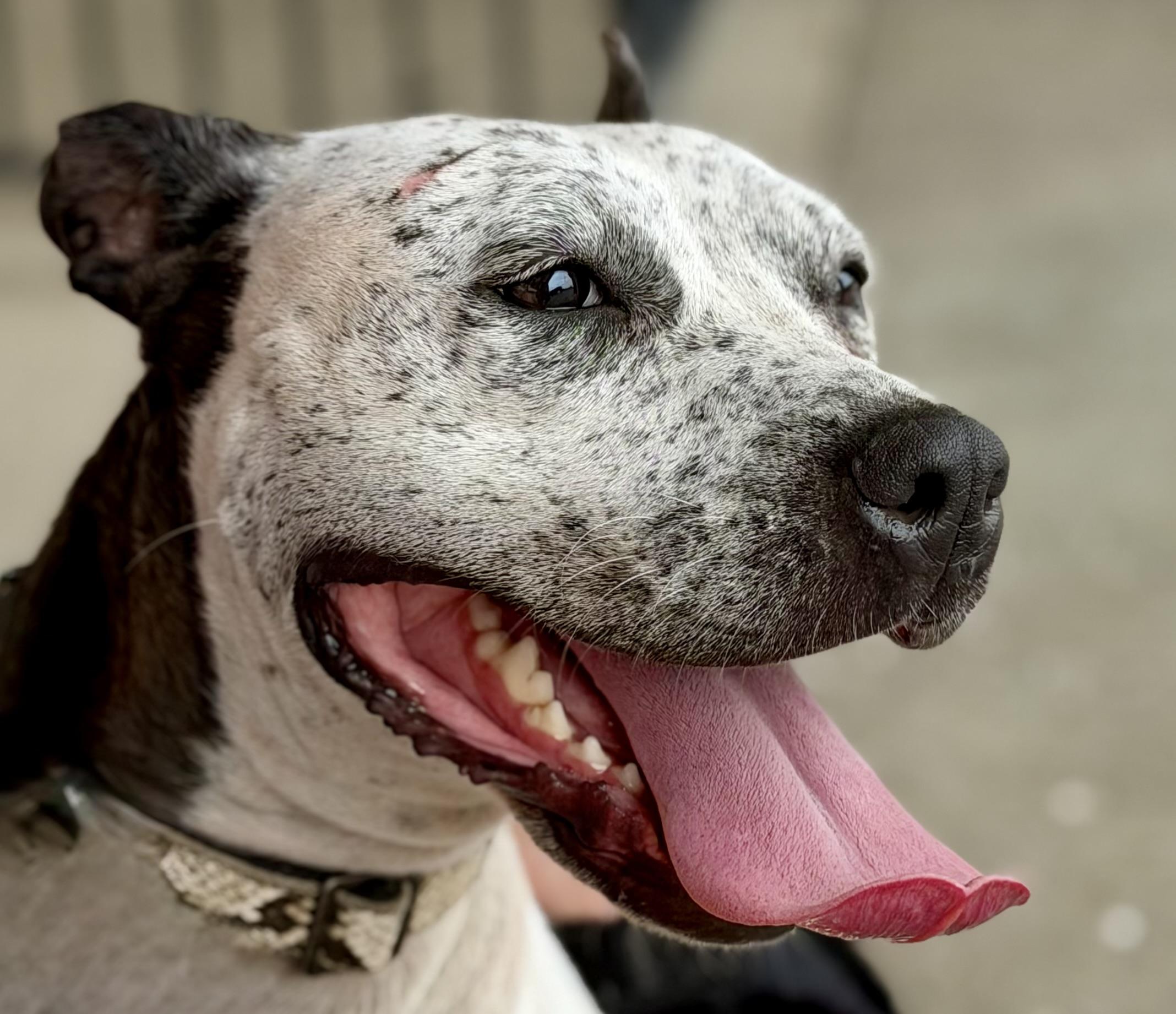 Arabella, ADOPTABLE, Adult Female Terrier.