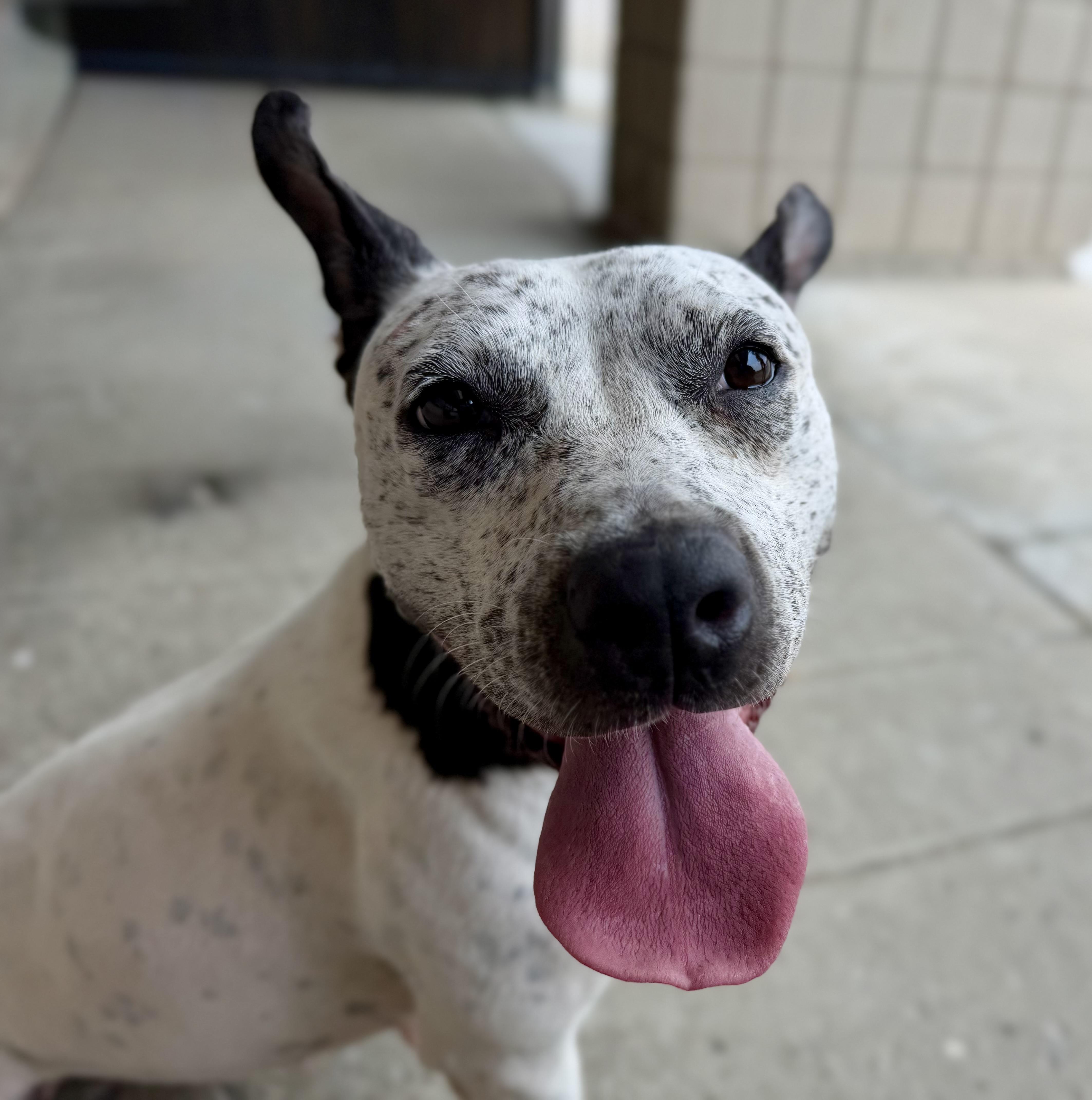Enlarge Arabella, a ADOPTABLE mixed breed in Detroit, MI image 3/6