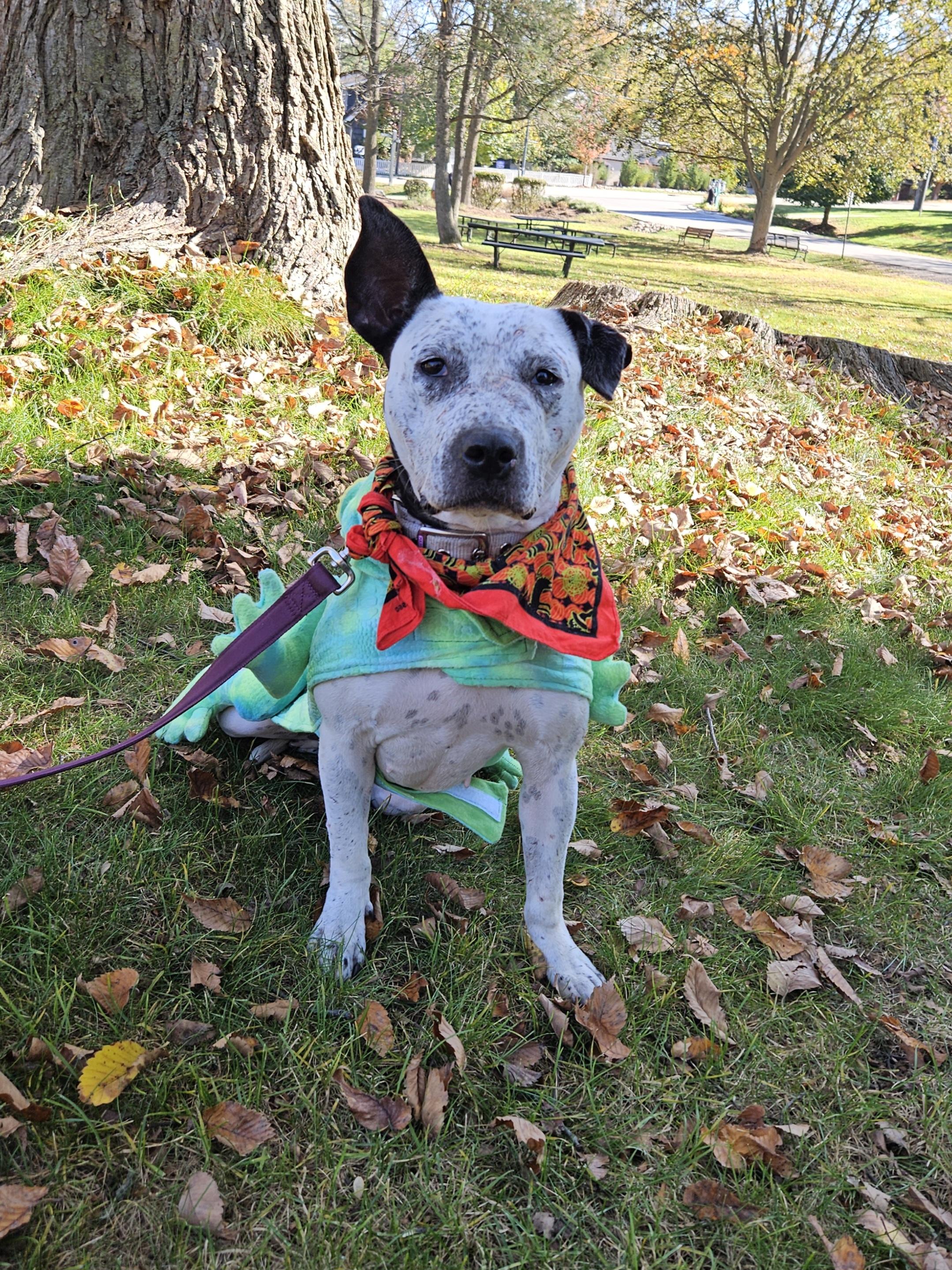Arabella, Adoptable, Adult Female Terrier.