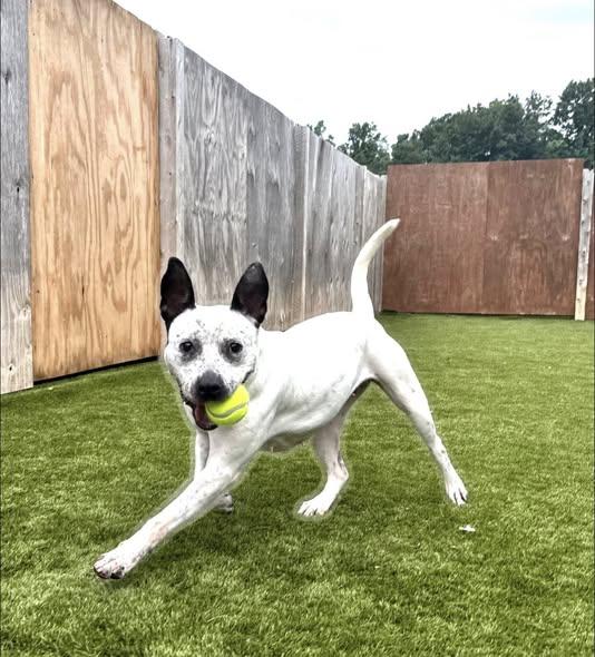 Enlarge Arabella- Please help Foster Needed!, a ADOPTABLE mixed breed in Detroit, MI image 2/3