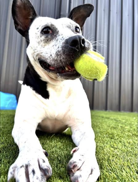 Arabella, ADOPTABLE, Adult Female Terrier.