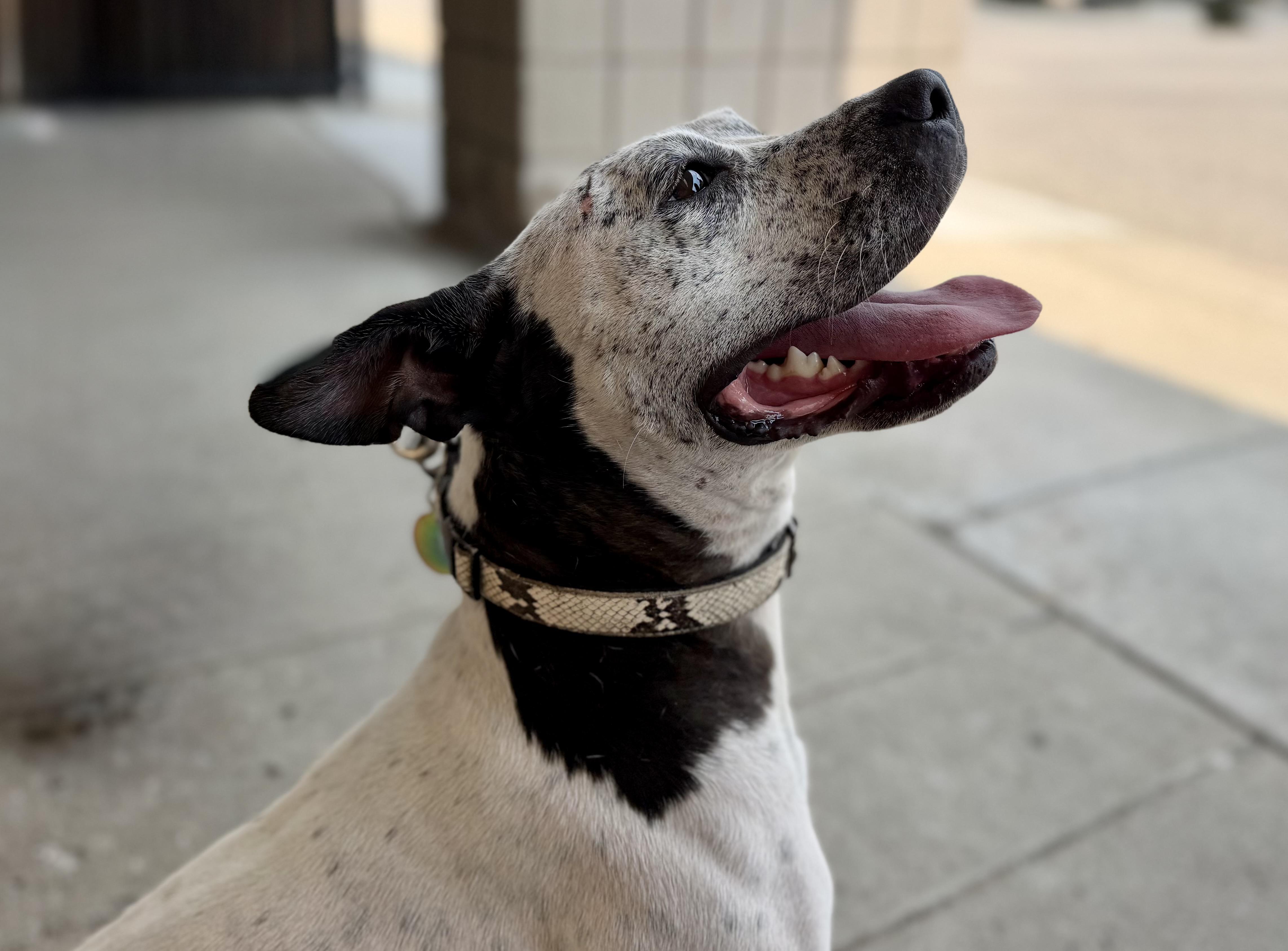 Enlarge Arabella, a ADOPTABLE mixed breed in Detroit, MI image 2/6